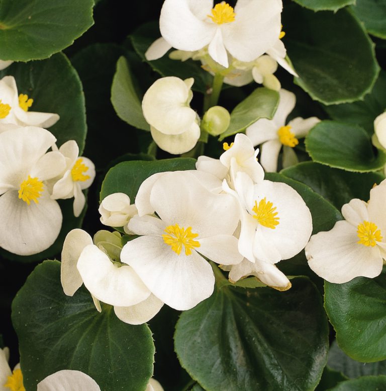 Bégonia semperflorens - Willy Haeck